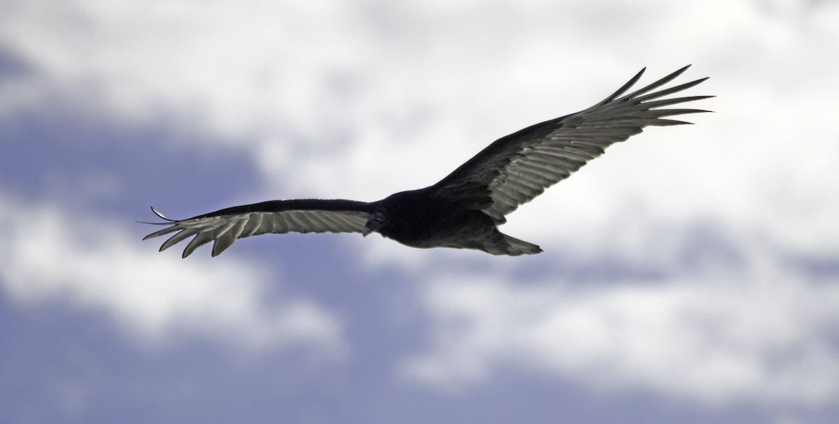 Turkey Vulture - ML644857574
