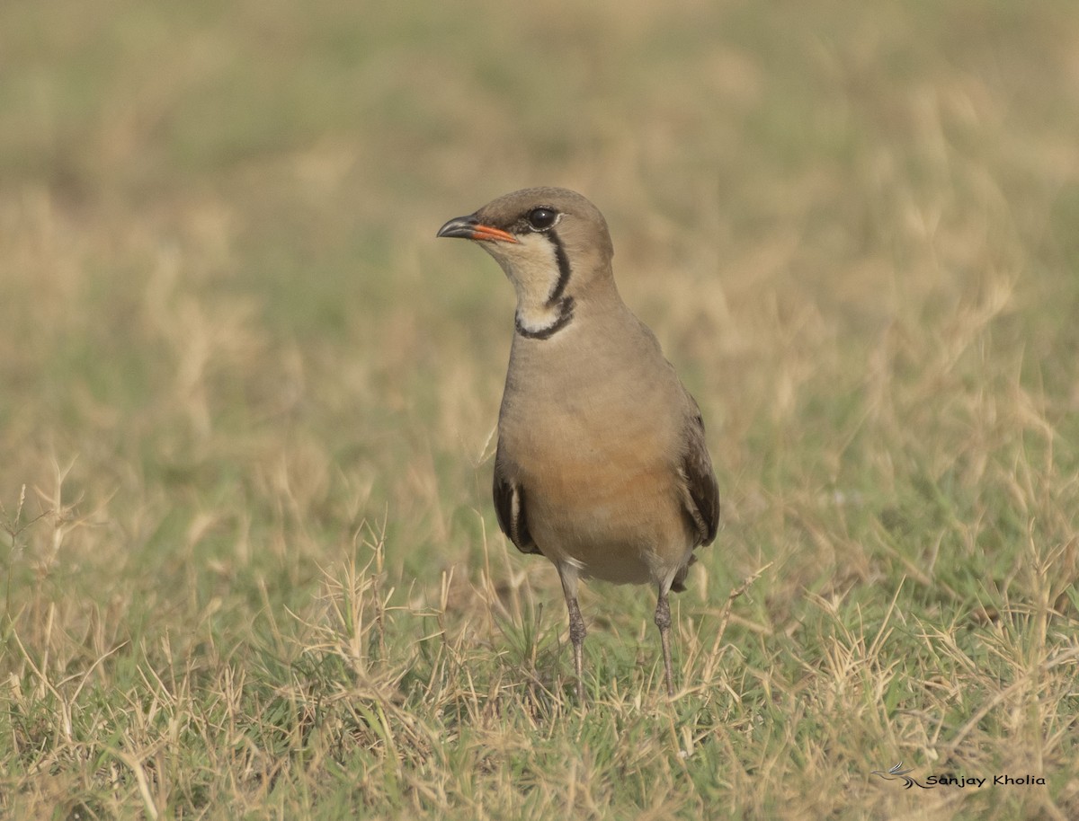 Oriental Pratincole - ML644857594