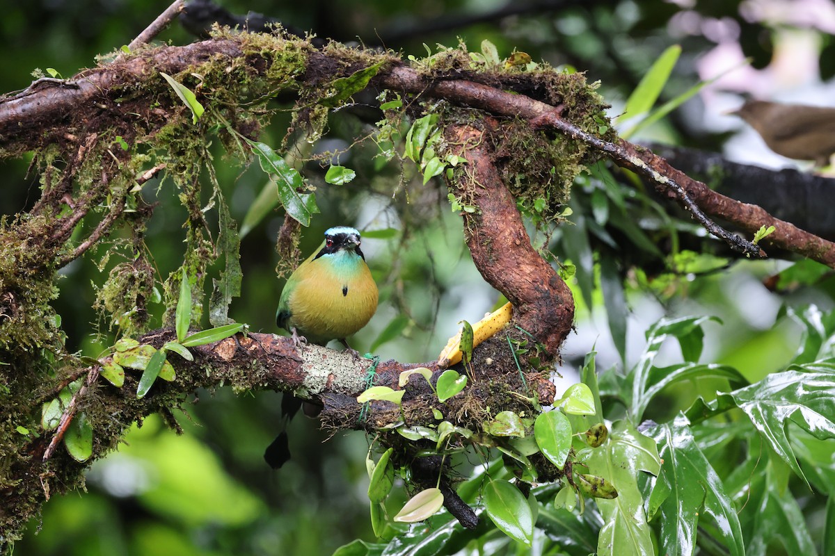 Lesson's Motmot - ML644857599