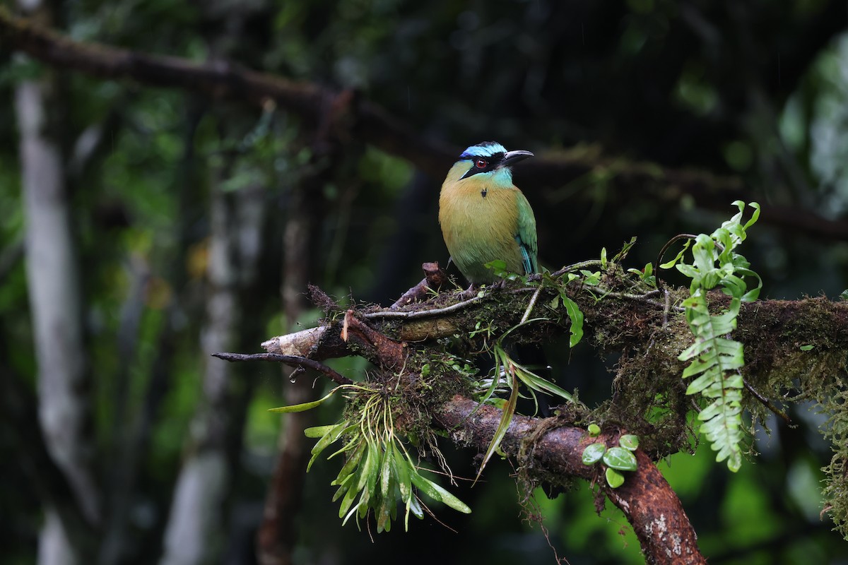 Lesson's Motmot - ML644857600