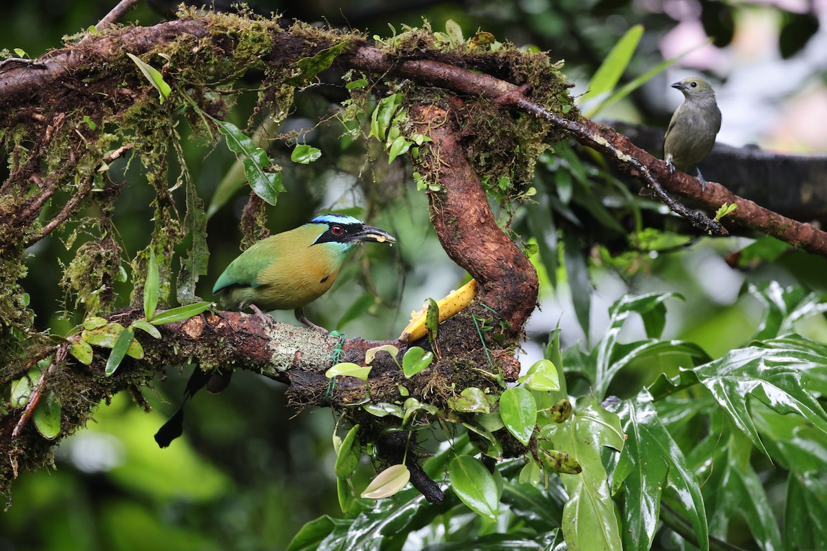 Lesson's Motmot - ML644857601