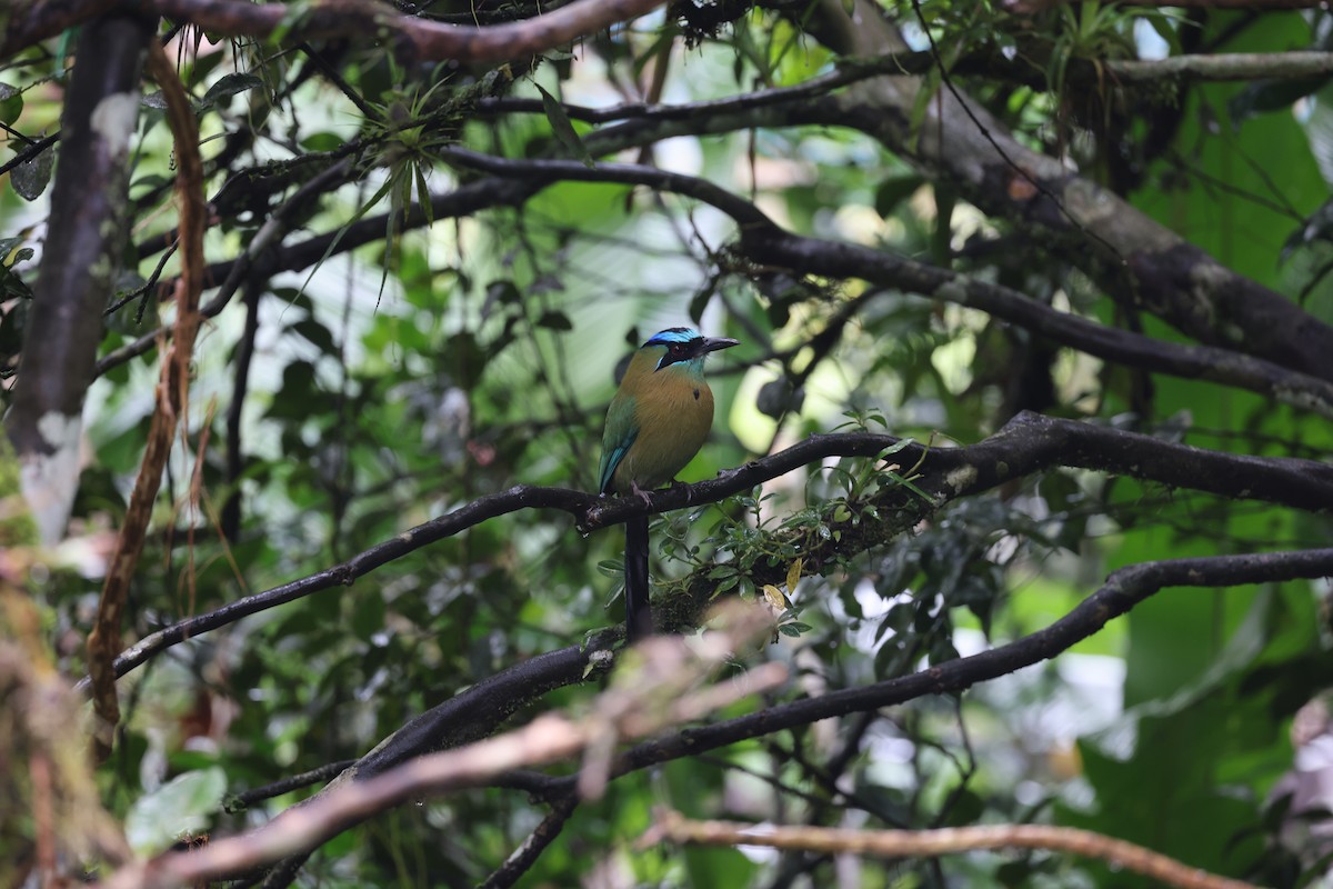 Lesson's Motmot - ML644857602