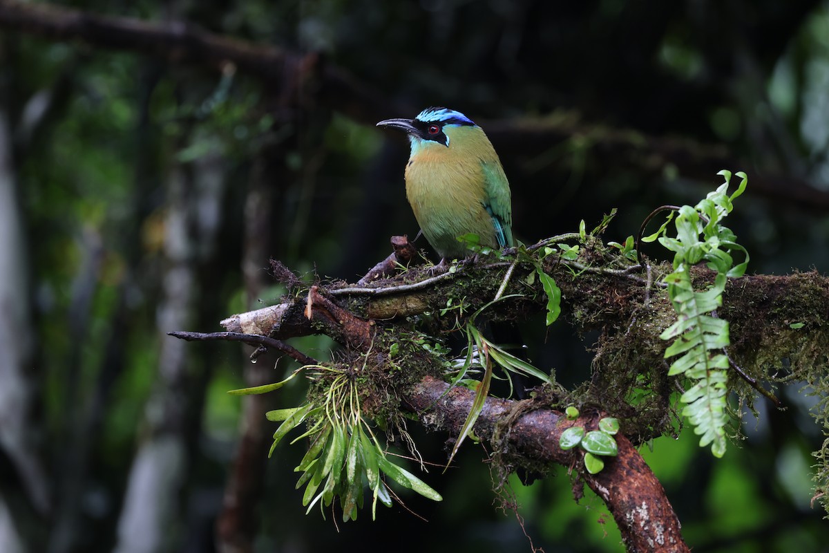 Lesson's Motmot - ML644857603