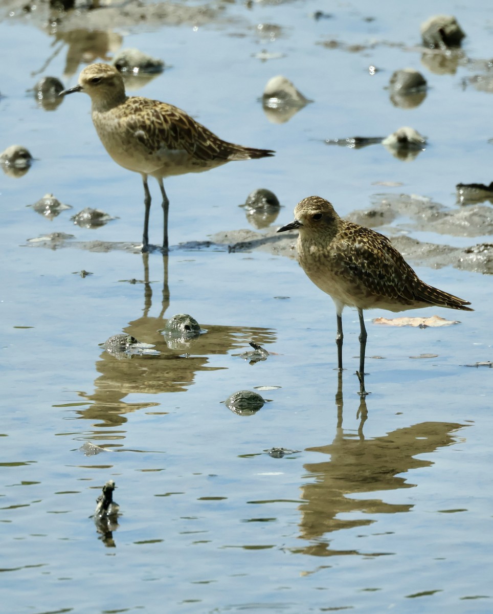 Pacific Golden-Plover - ML644857605