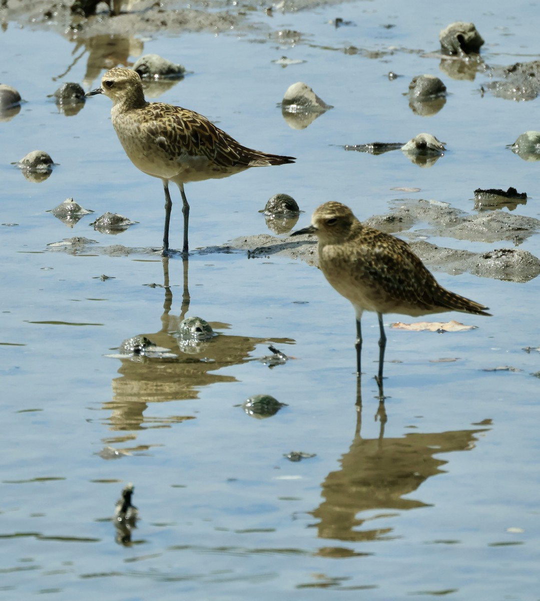 Pacific Golden-Plover - ML644857606