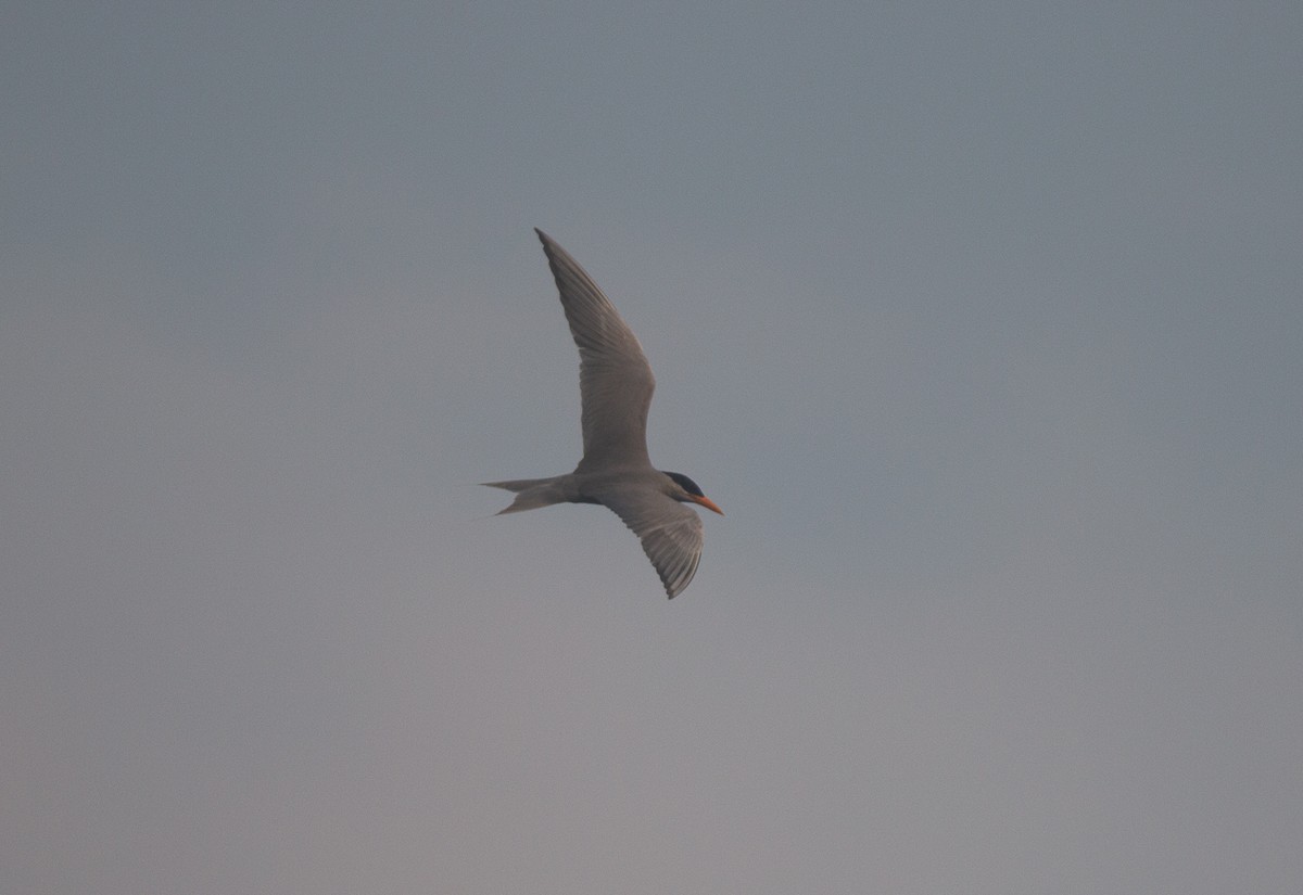 カワアジサシ - ML644857607