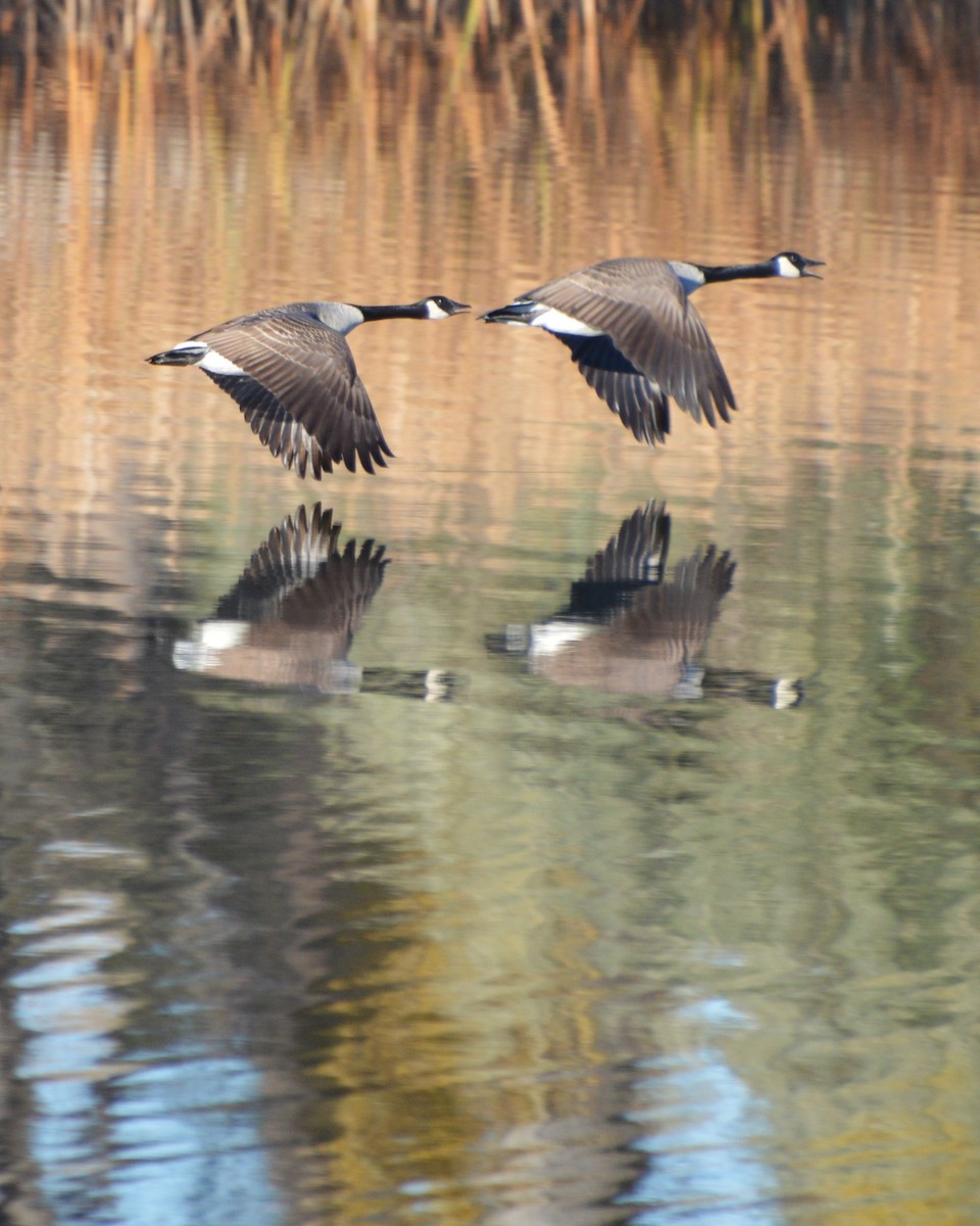 Canada Goose - ML644857611