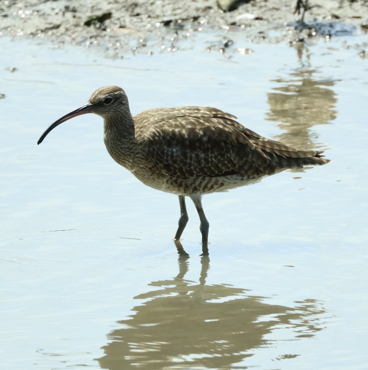 Eurasian Whimbrel - ML644857612