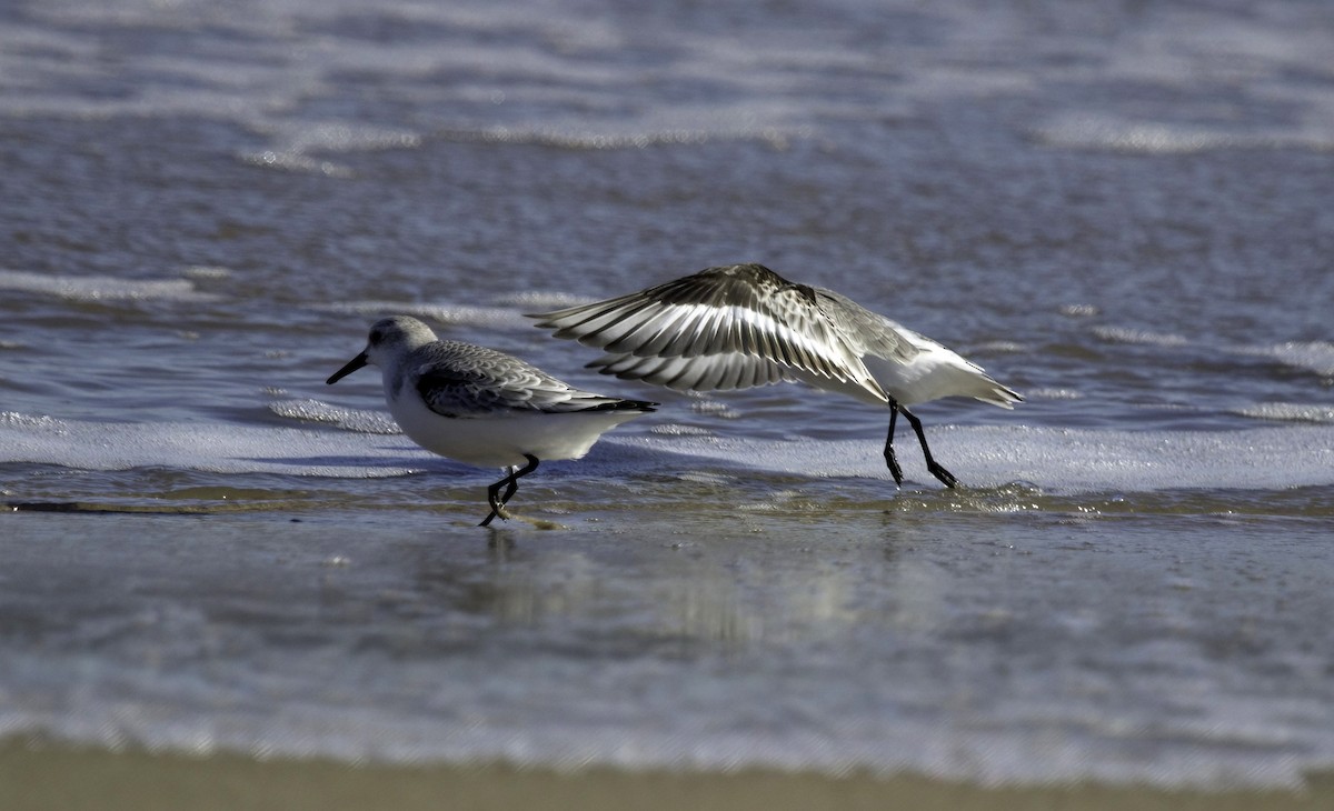 Sanderling - ML644857614