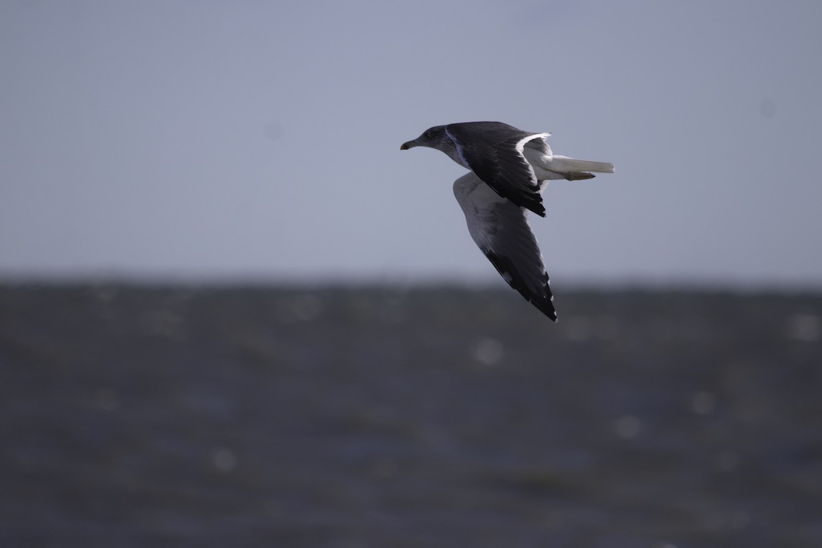 Lesser Black-backed Gull - ML644857621