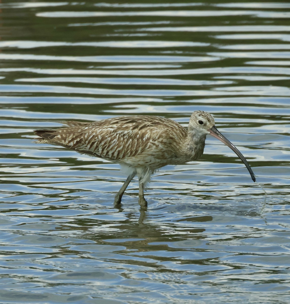 Eurasian Curlew - ML644857622