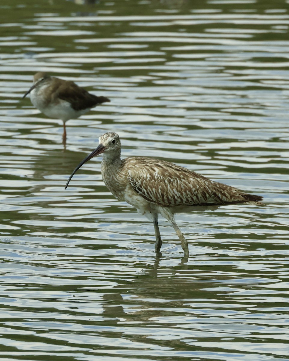 Eurasian Curlew - ML644857623