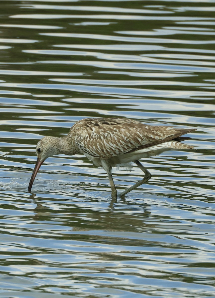 Eurasian Curlew - ML644857624