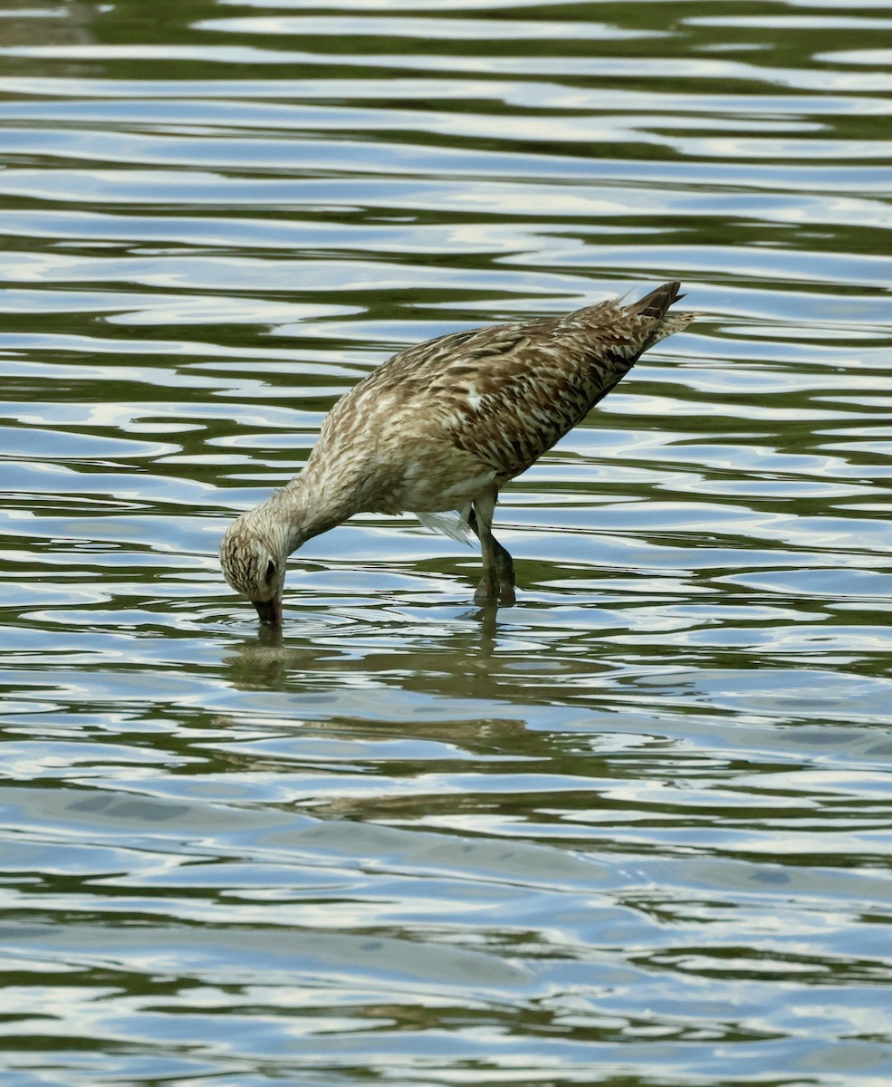 Eurasian Curlew - ML644857625