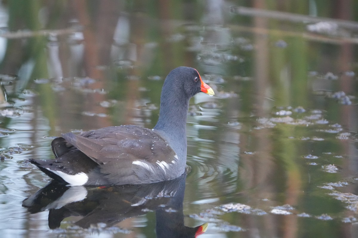 Common Gallinule - ML644857626