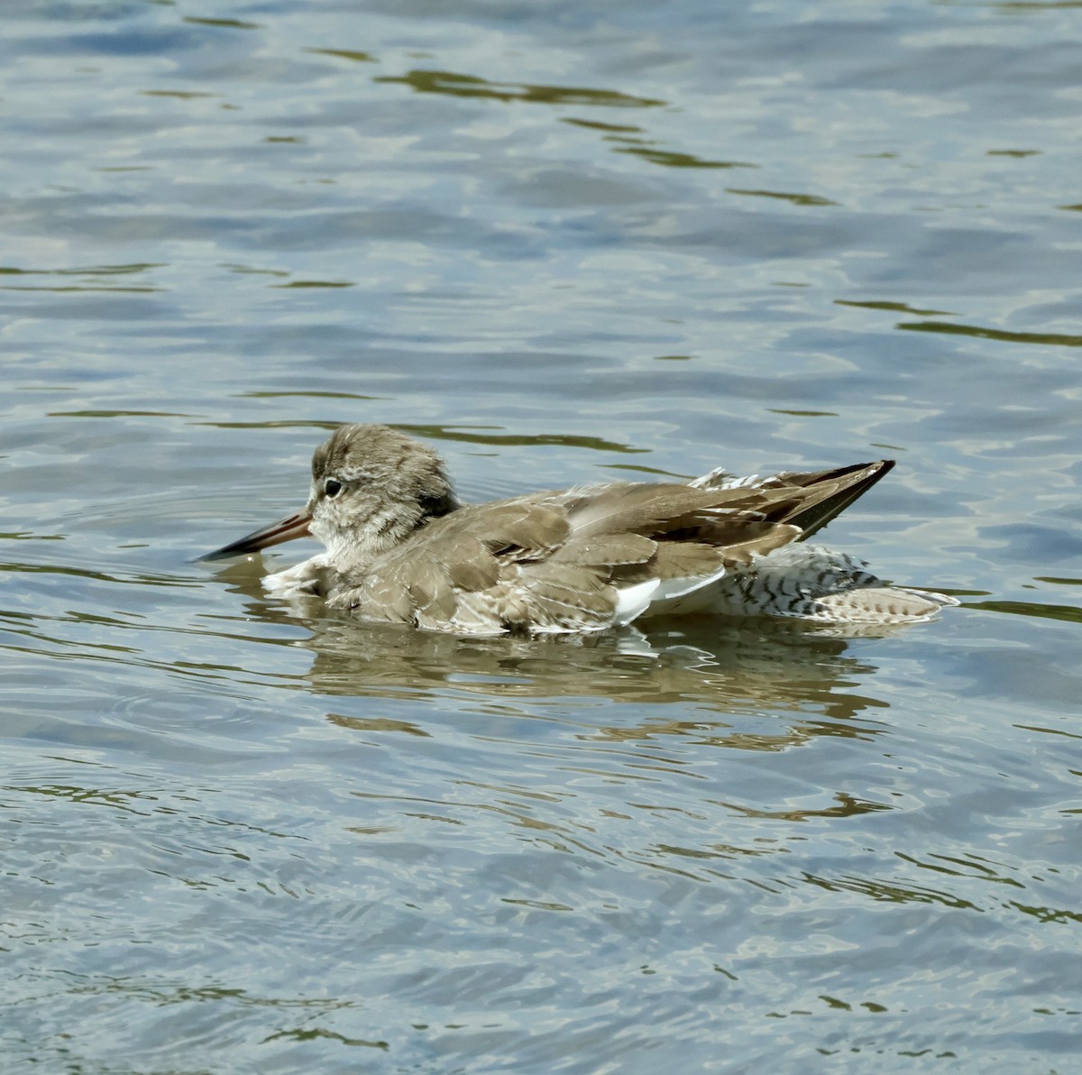 Common Redshank - ML644857635