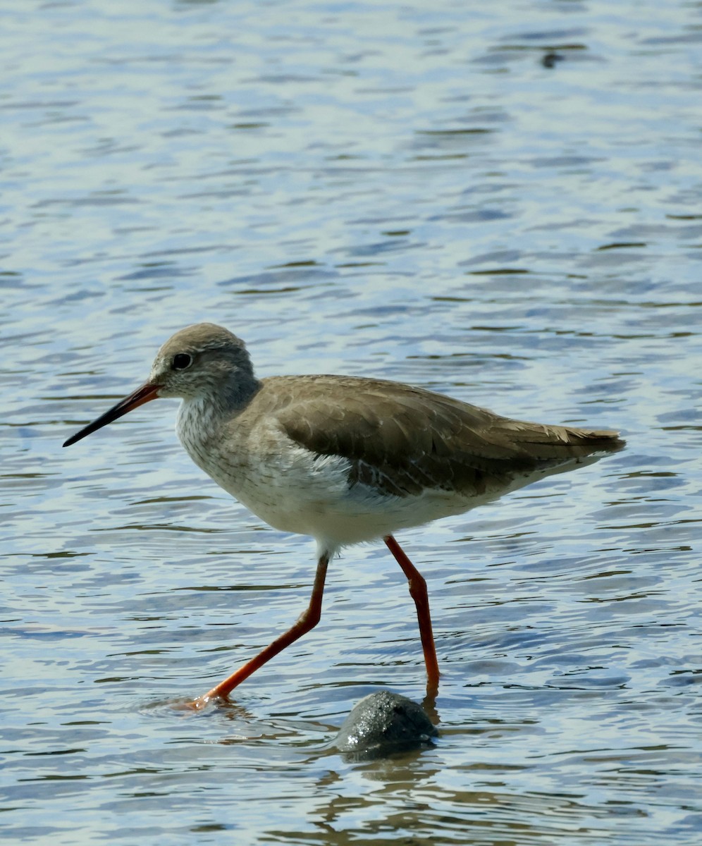 Common Redshank - ML644857636
