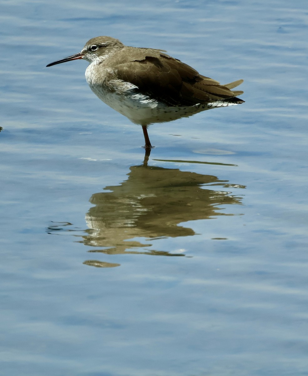 Common Redshank - ML644857637