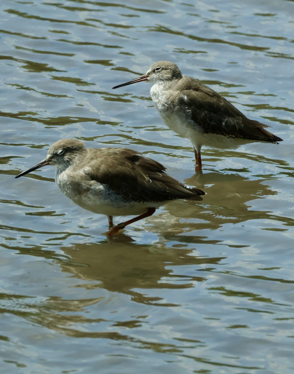 Common Redshank - ML644857638