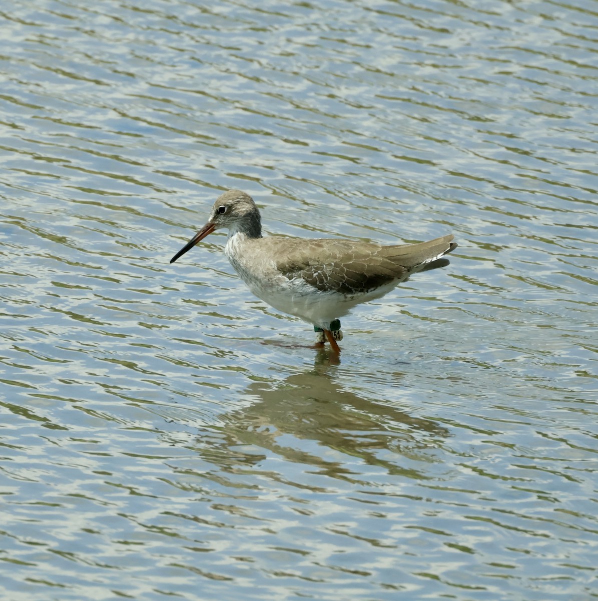 Common Redshank - ML644857639