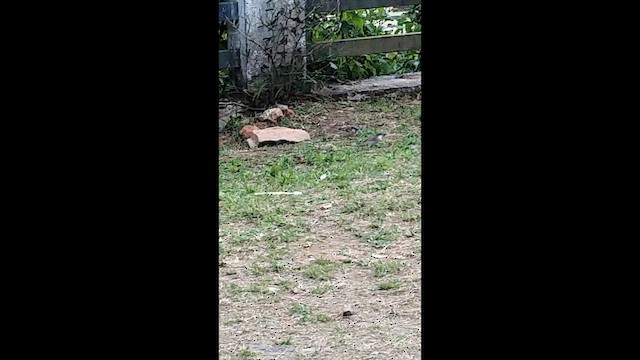 House Sparrow - ML644857640