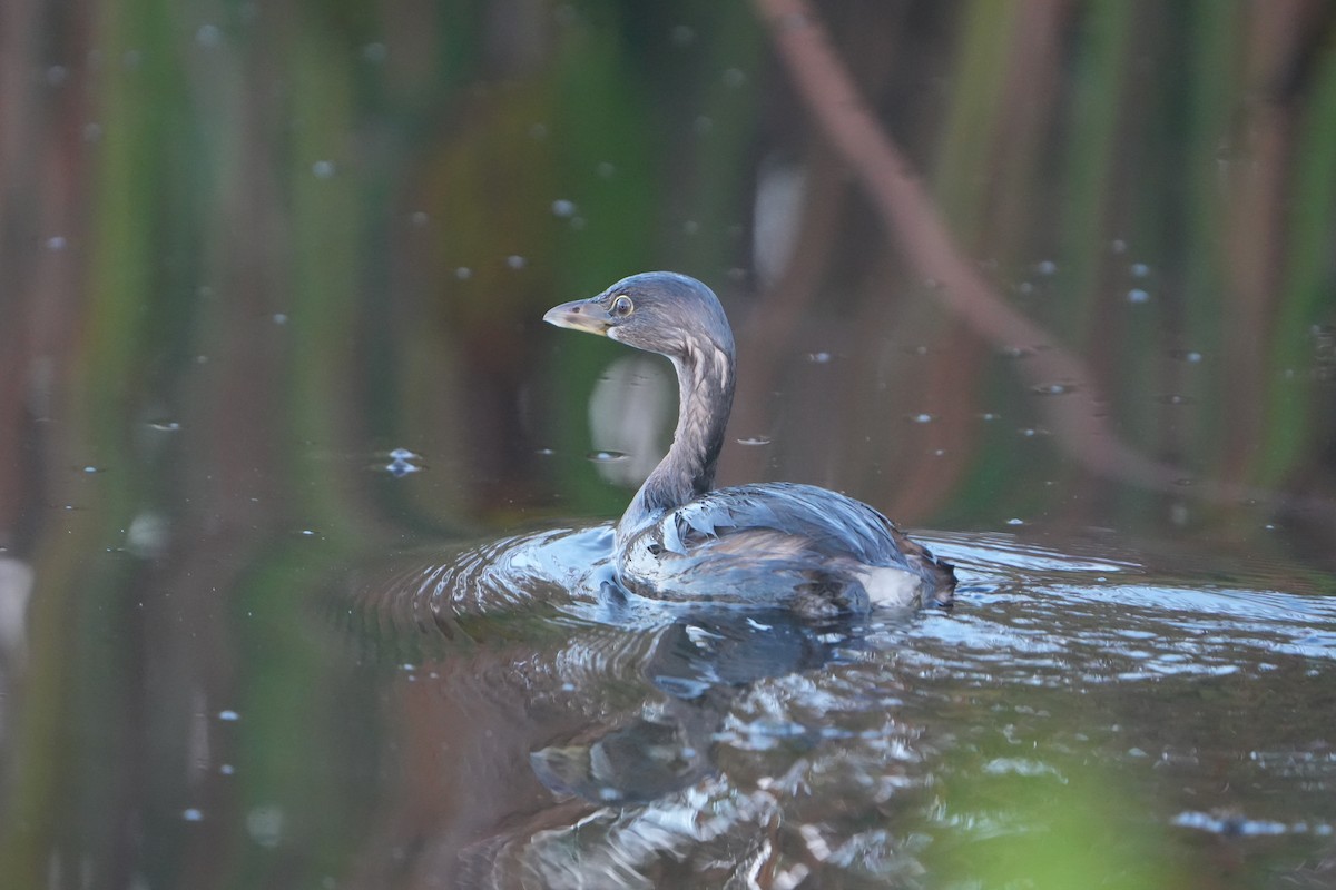 Pied-billed Grebe - ML644857644
