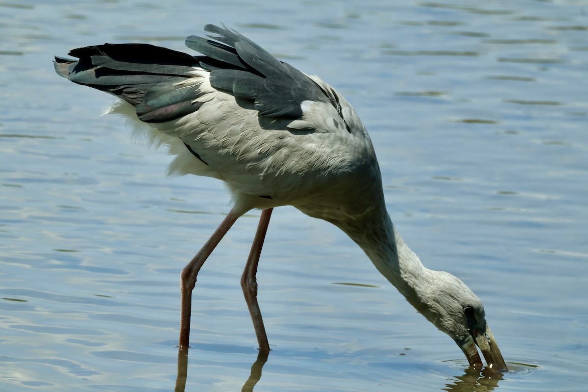 Asian Openbill - ML644857650