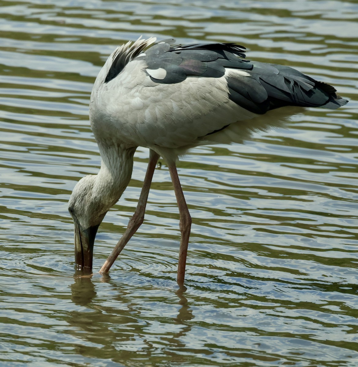 Asian Openbill - ML644857651