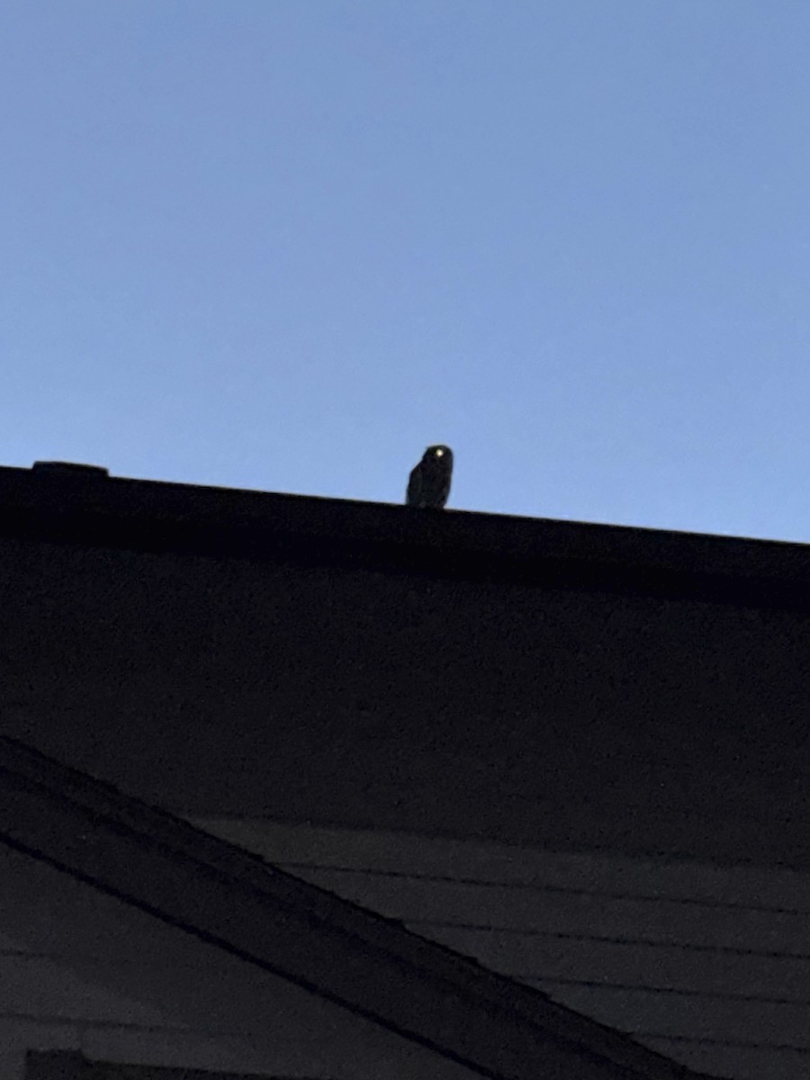 Western Screech-Owl (Northern) - ML644857654