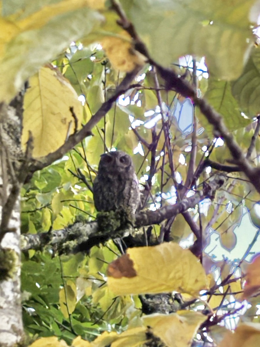 Western Screech-Owl (Northern) - ML644857655