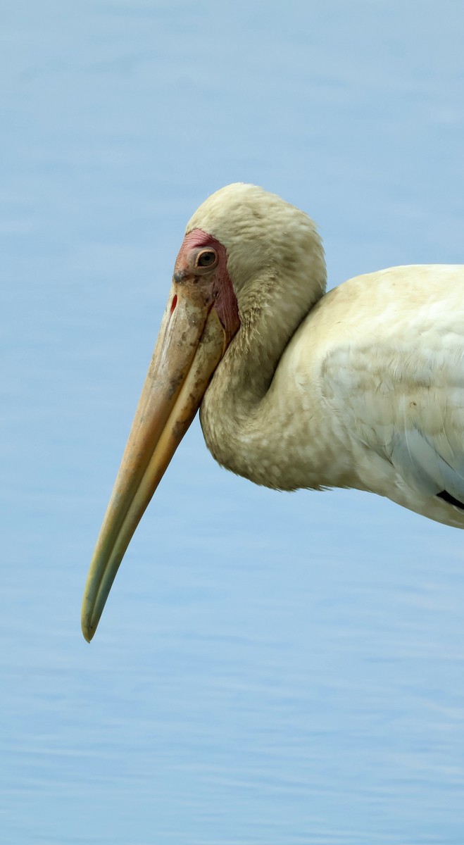 Milky Stork - ML644857657