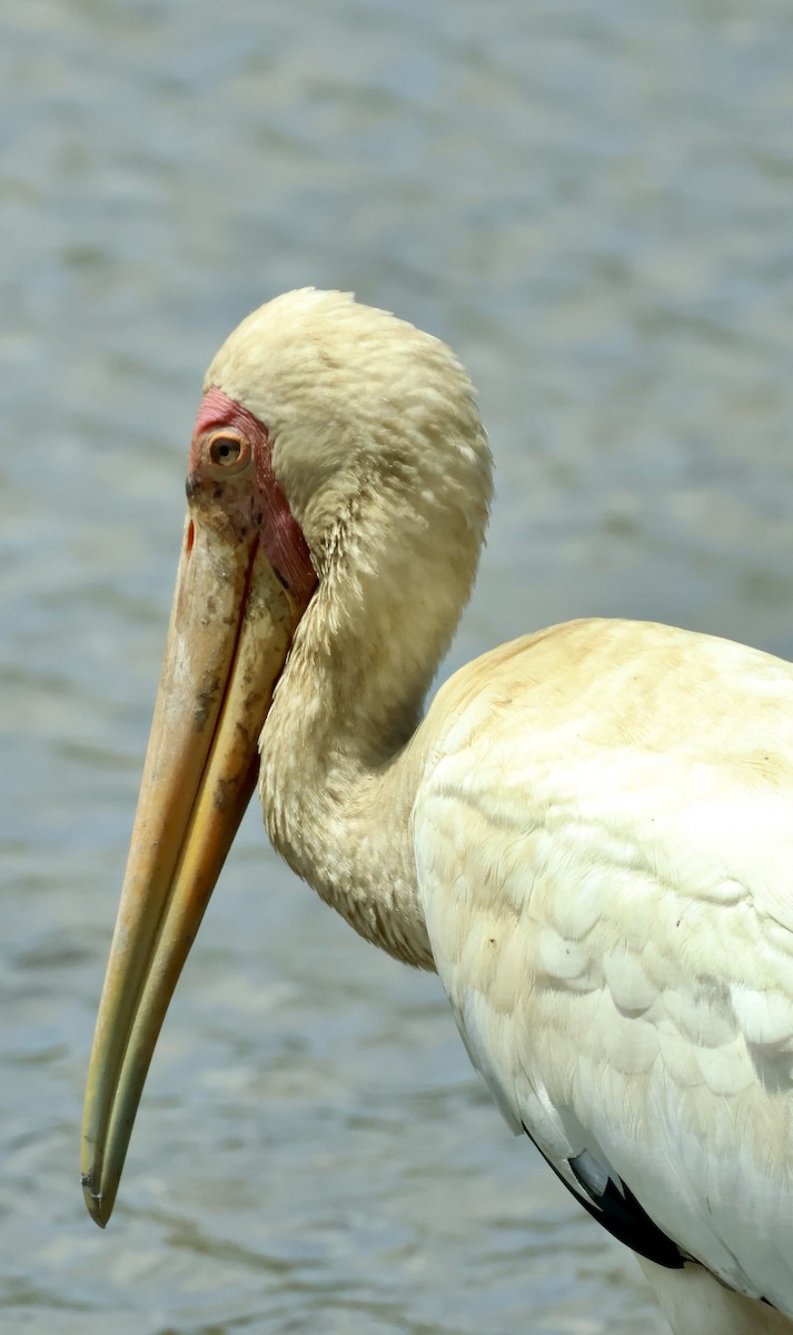 Milky Stork - ML644857658