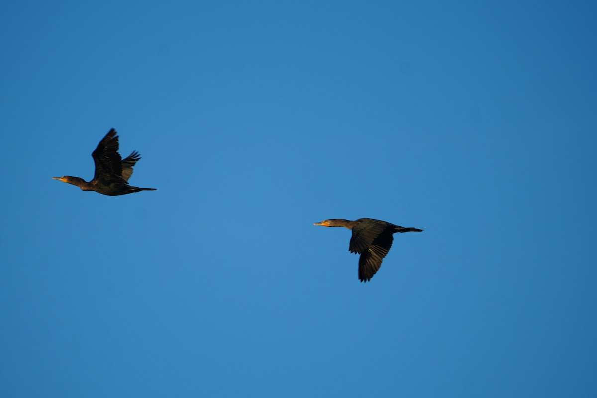 Double-crested Cormorant - ML644857659