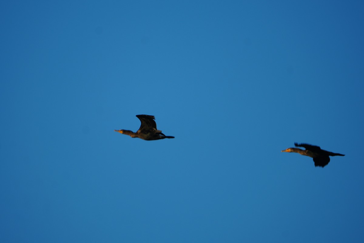 Double-crested Cormorant - ML644857660