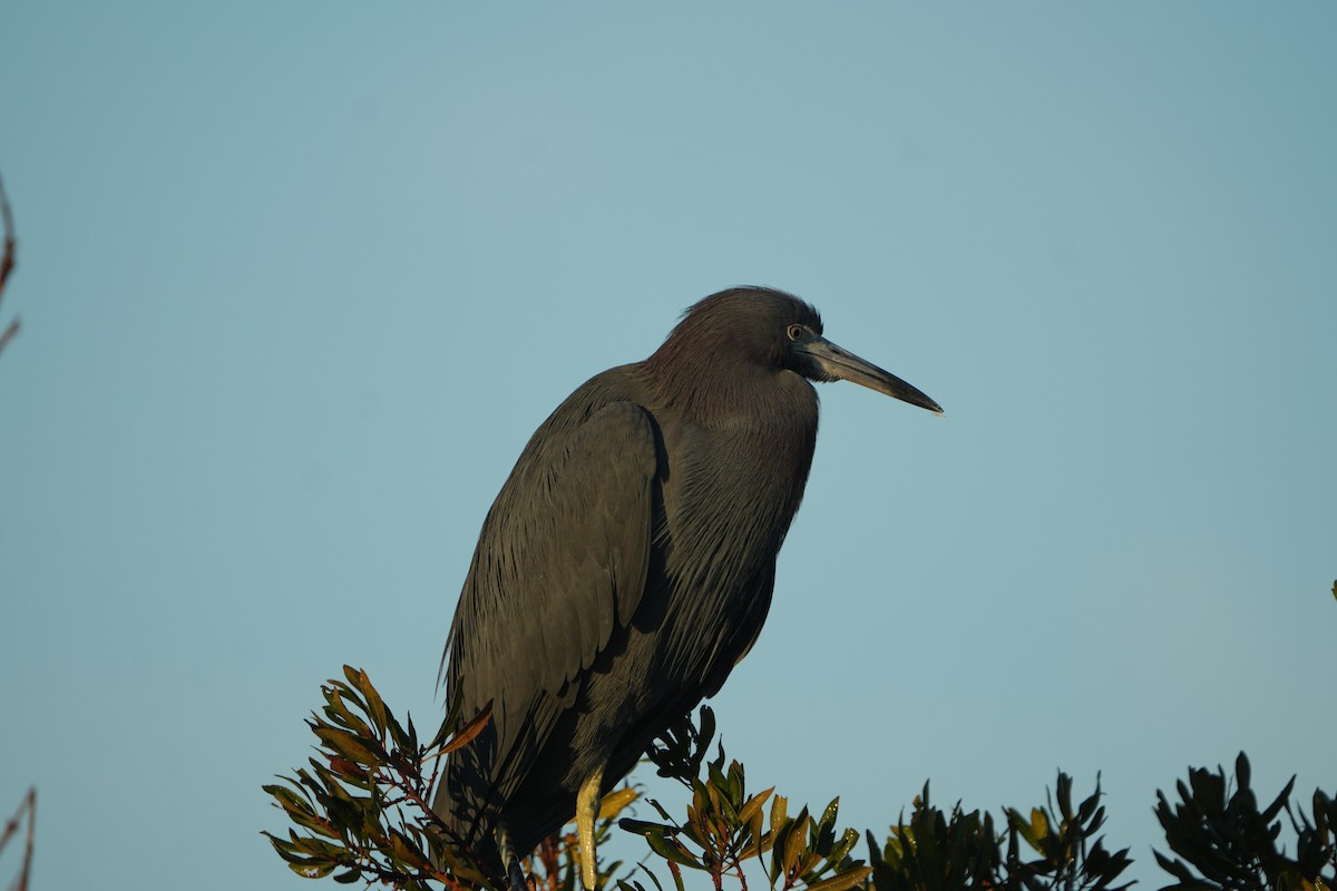 Little Blue Heron - ML644857678