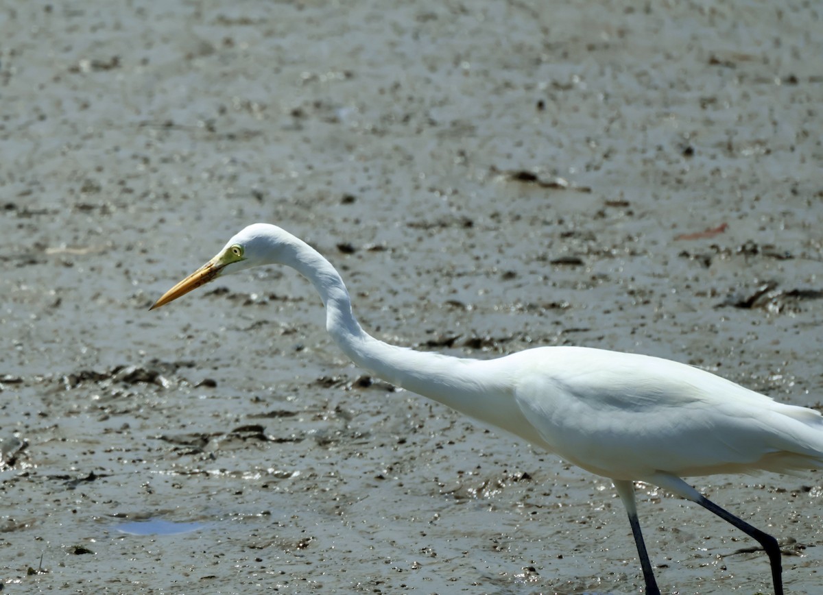 Great Egret - ML644857680
