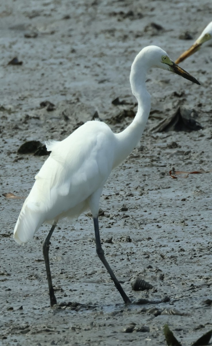Medium Egret - ML644857684