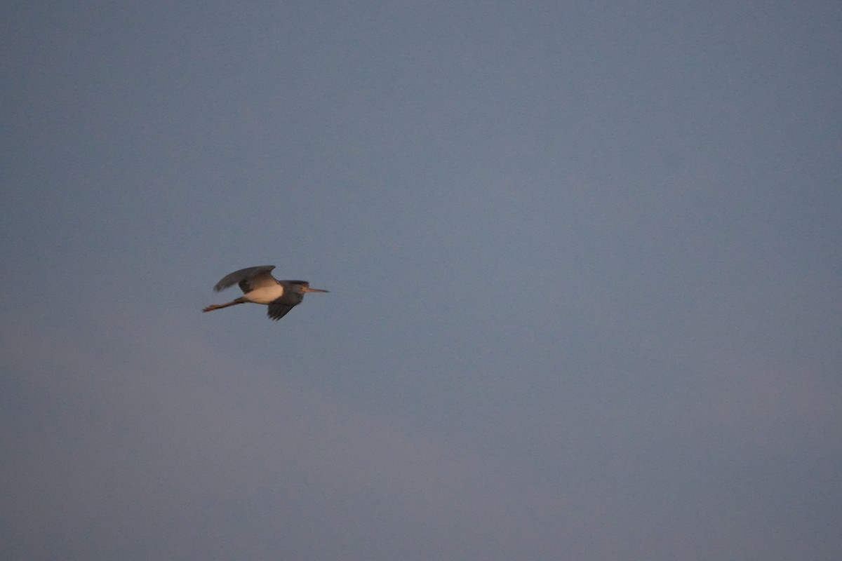 Tricolored Heron - ML644857688