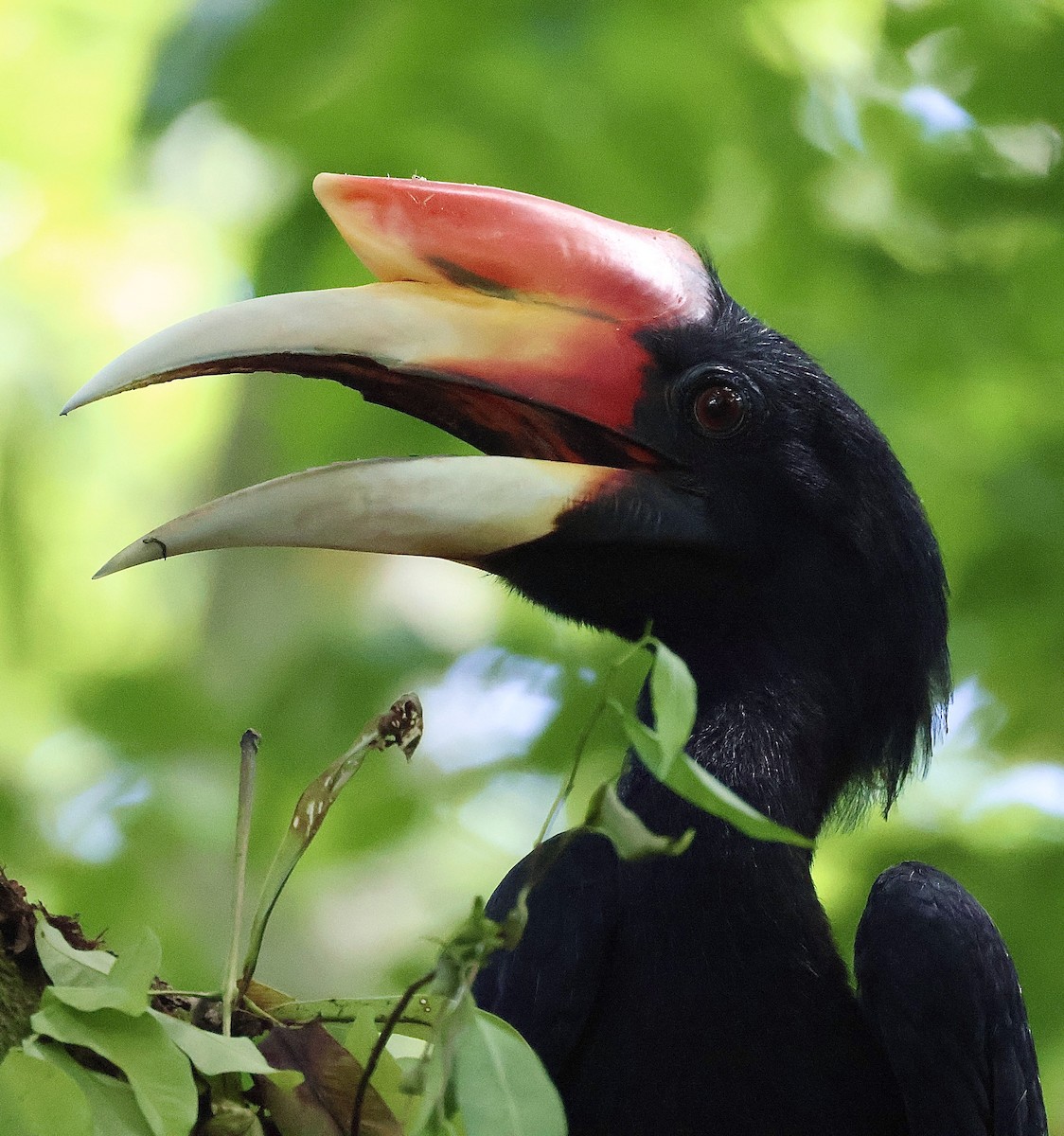 Rhinoceros Hornbill - ML644857690