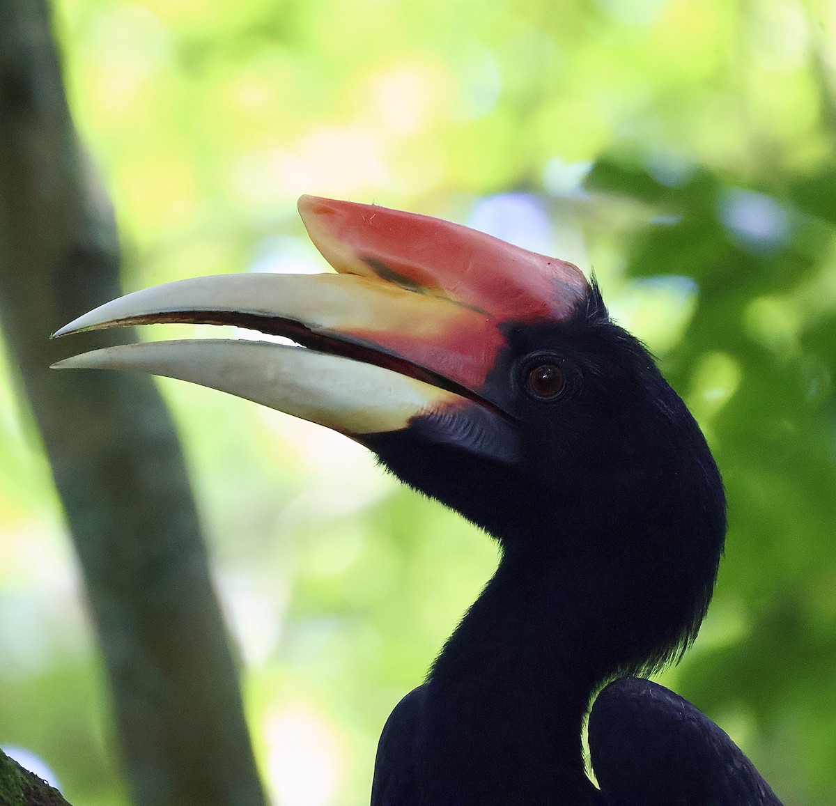Rhinoceros Hornbill - ML644857691
