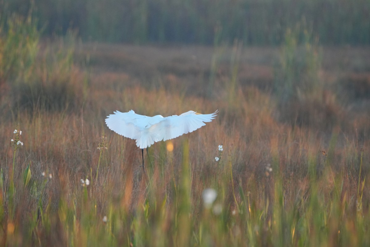 Great Egret - ML644857693