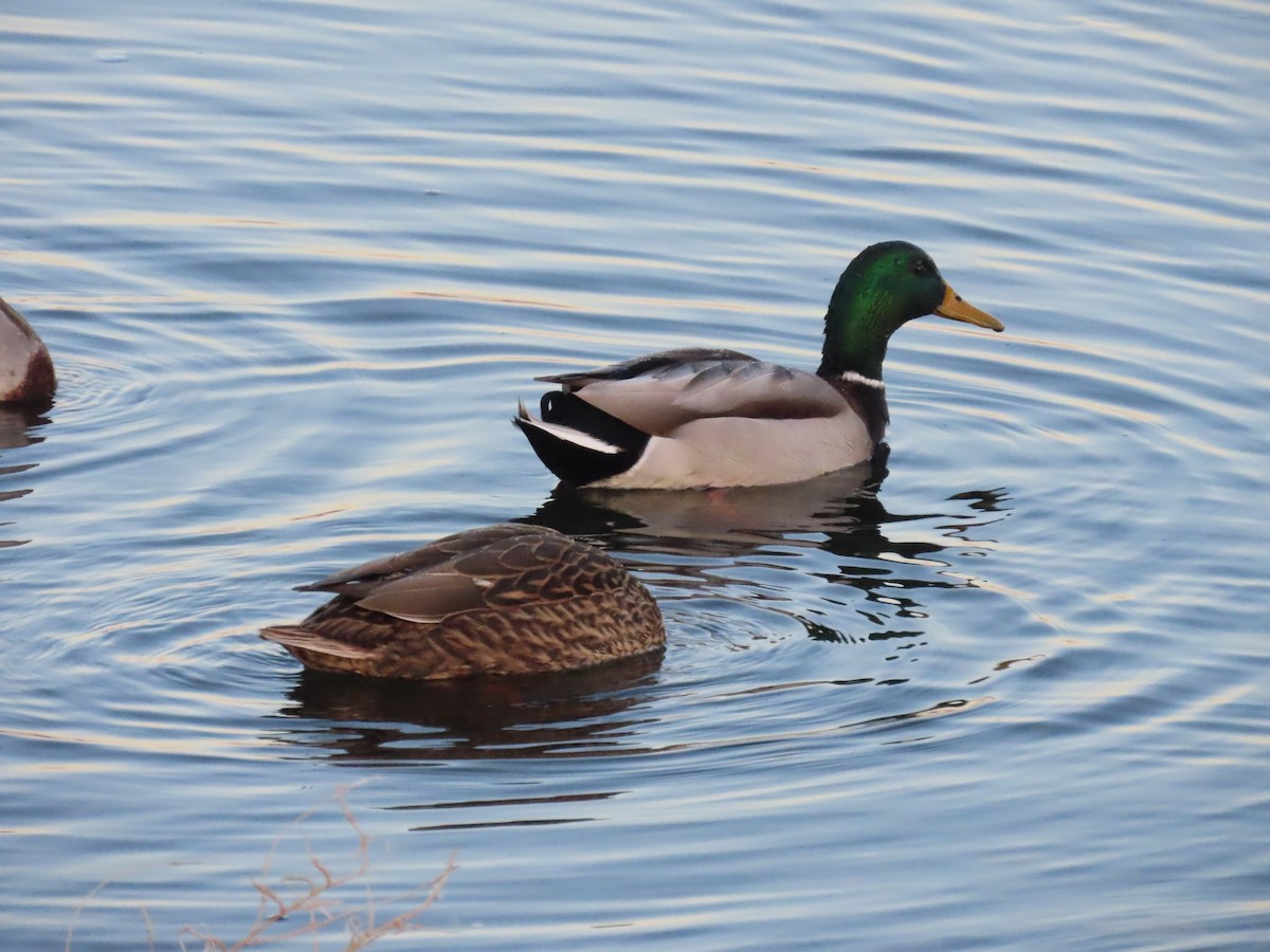 kachna divoká - ML644857695