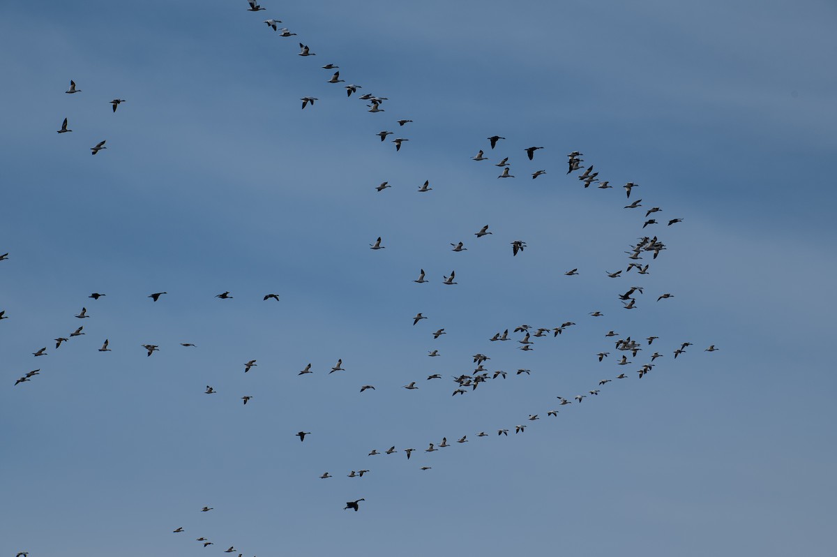 Snow Goose - ML644857698