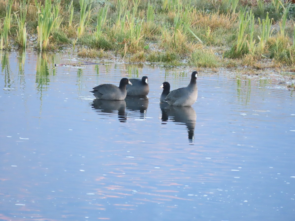 lyska americká - ML644857703