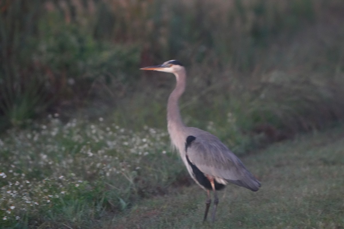 Great Blue Heron - ML644857706