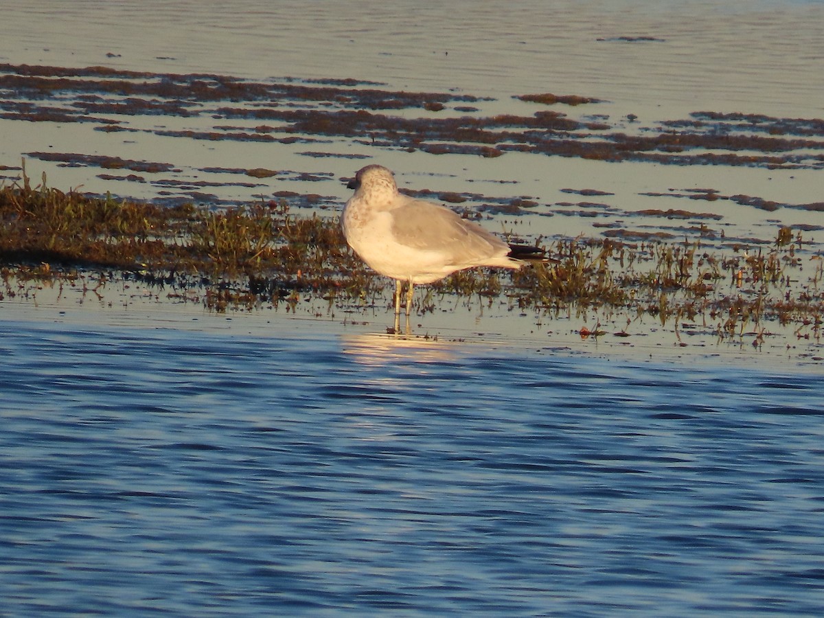 racek kroužkozobý - ML644857713