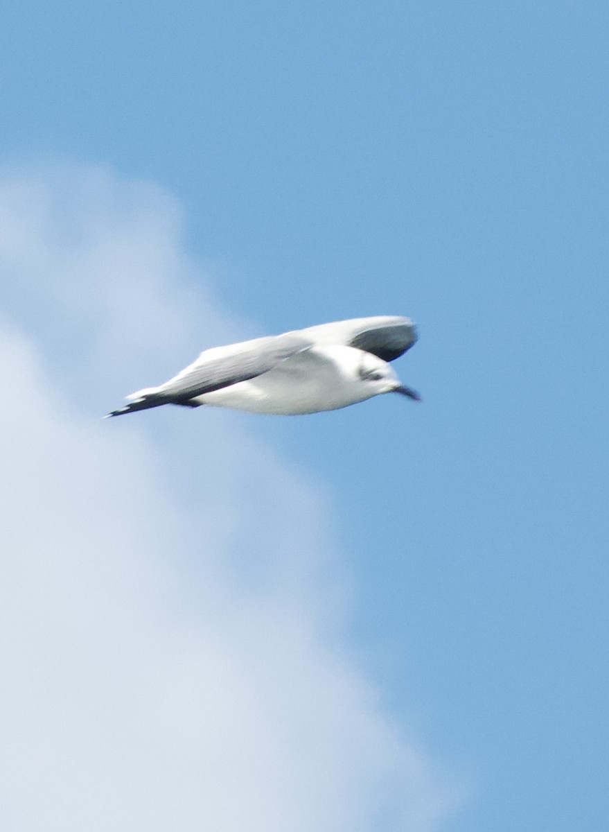 Kara Ayaklı Martı - ML644857715