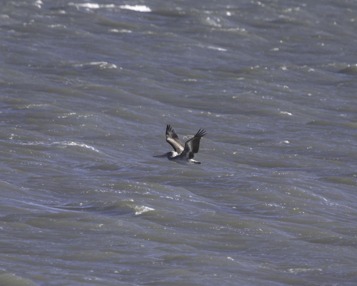 Brown Pelican - ML644857718