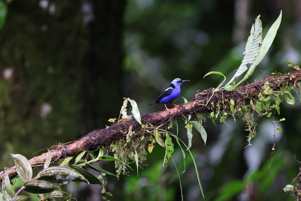 Red-legged Honeycreeper - ML644857726
