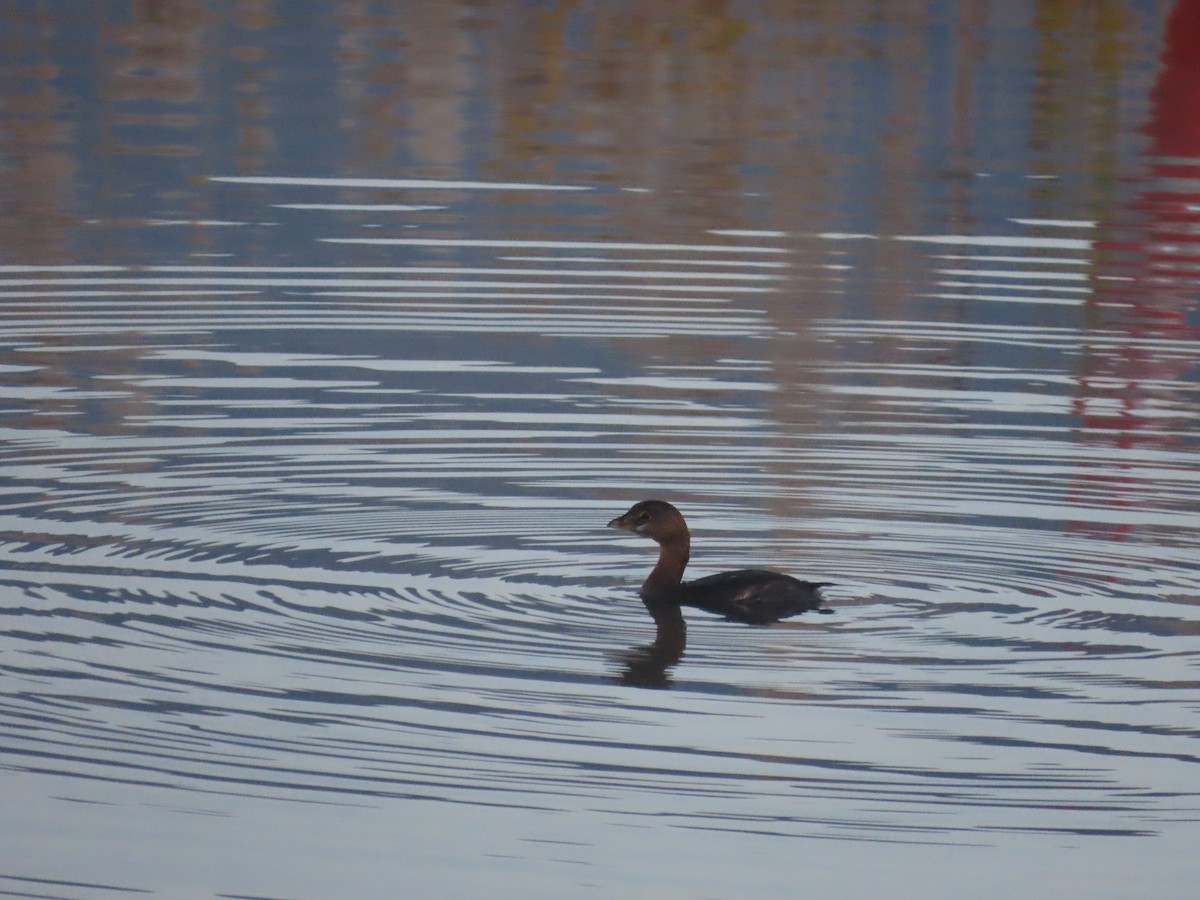potápka americká - ML644857727